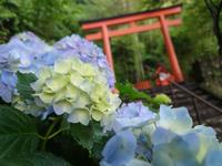 (6月)渡御前社紫陽花_高さ150pixel