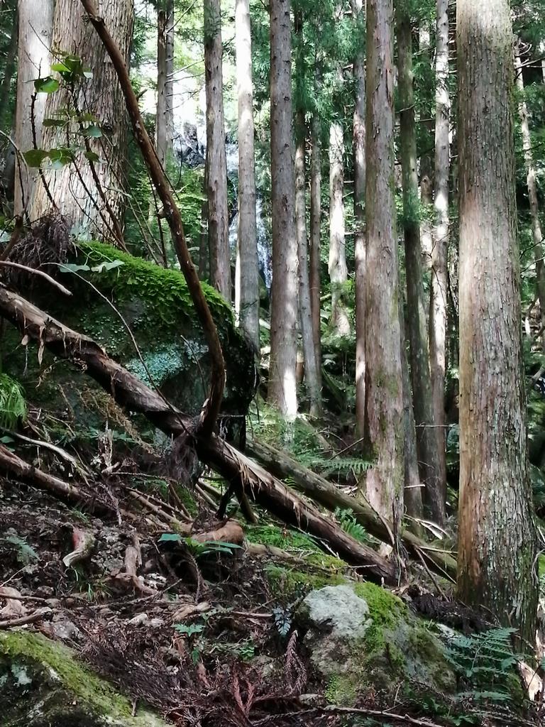 野原