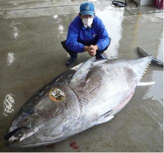 紀州勝浦産生まぐろ 和歌山県