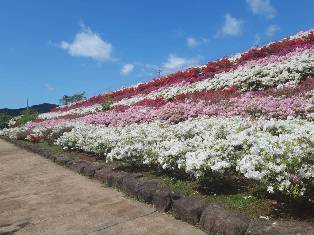 黒潮公園のサツキ