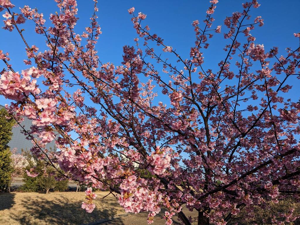 くろしお公園の桜