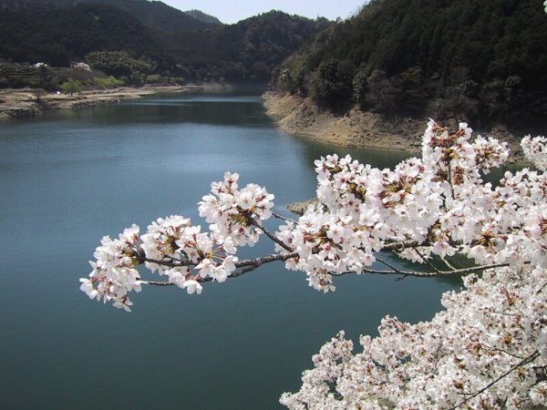 古座川町佐田の桜の画像