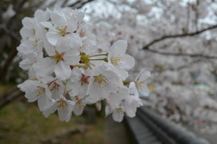新宮市丹鶴城跡の桜の画像