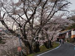 七川桜