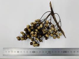 ブドウハゼ実