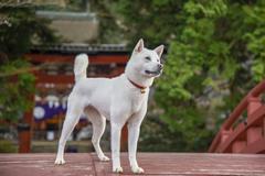 白毛の紀州犬