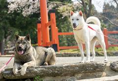 白毛と胡麻毛の紀州犬