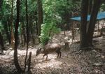 百間山のカモシカ牧場