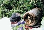 熊野蜜の収穫