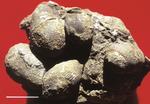 ウニのとげの化石　スケール2cm