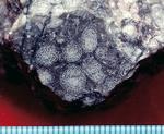 フズリナの化石 目もりは1mm