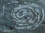 くい歩きあとの生痕化石 スケール2cm