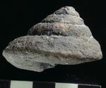 巻貝化石のオキナエビスの仲間 　目もりは1cm
