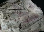 巻貝化石のツリテラ　化石の長さ約7cm
