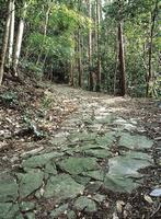 熊野古道石畳道