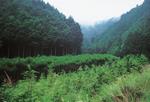 古座川上流のヒノキ林